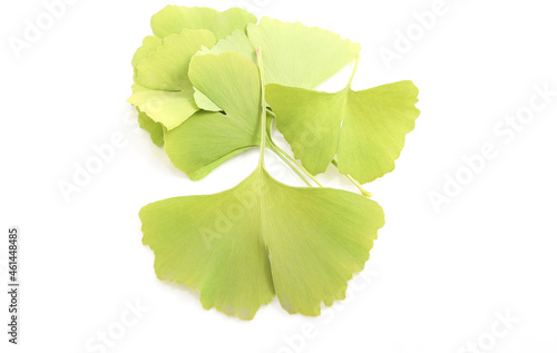 Ginkgo biloba leaves isolated on a white background photo