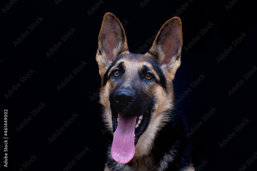 German Shepherd Dog portrait in front of black background