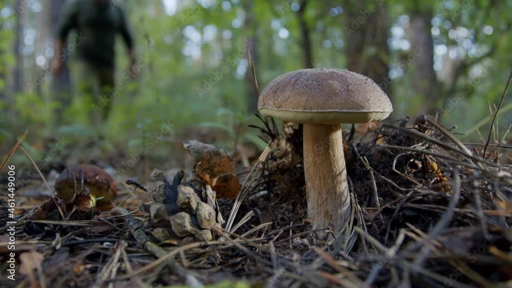 Ripe bay bolete mushrooms (badius) in the autumn forest, the hand of a mushroom picker rips out a bay bolete mushroom. Ripe bay bolete mushrooms (badius) in the autumn forest, the hand of a mushroom picker rips out a bay bolete mushroom.
