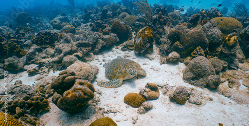A beautiful green turtle sleeping in the coral reef in the blue waters of the Caribbean sea in Curacao.