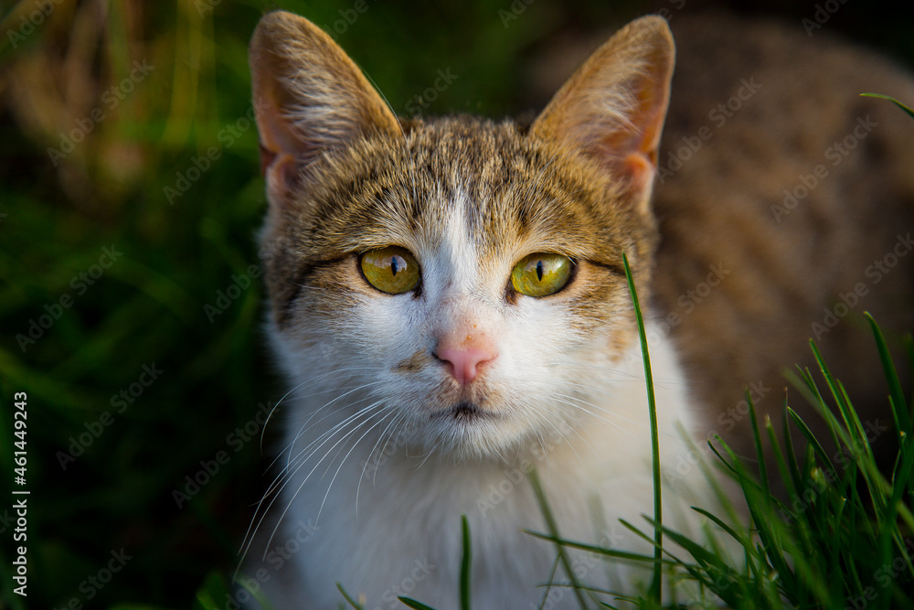 beautiful Cat beautiful Cat