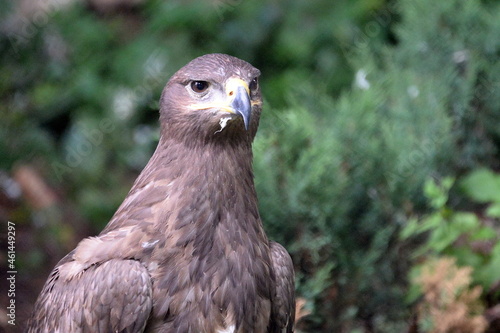 Steppe Eagle in the Moscow Zoo