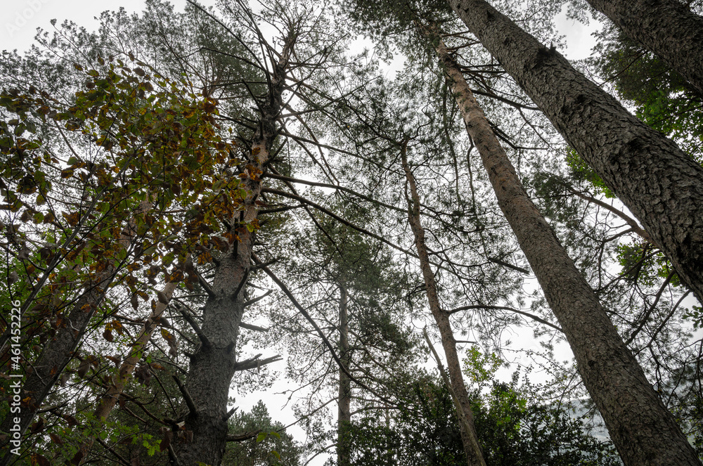 Fototapeta premium trees in the forest