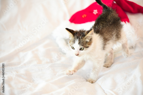 Domestic striped kitten sitting on Santa Claus hat   cute Christmas photo.Little kitten sitting over white blanket