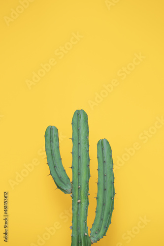 Manse cactus in the yellow background.