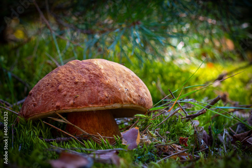 large porcini mushroom grow in autumn wood
