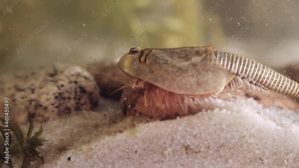Triops or tadpole shrimp, a living fossil. Oldest living specimen in the world. Triops or tadpole shrimp, a living fossil. Oldest living specimen in the world.