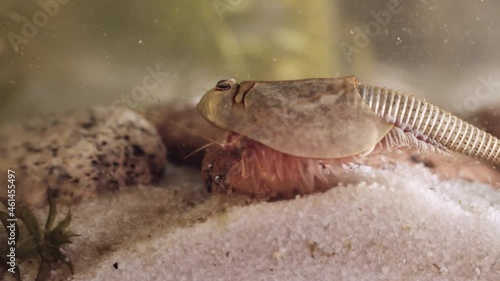 Triops or tadpole shrimp, a living fossil. Oldest living specimen in the world. photo