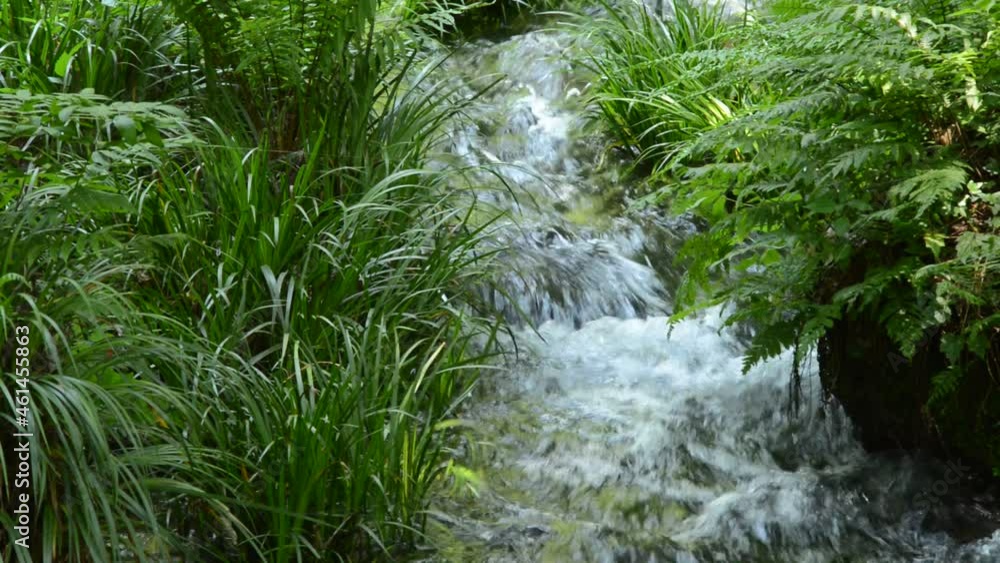 草むらの間を流れる池山水源からの沢 草むらの間を流れる池山水源からの沢