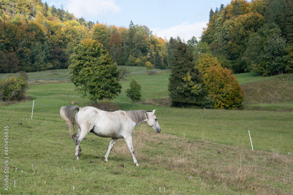 Fototapeta premium Animal. Horses on the meadow.