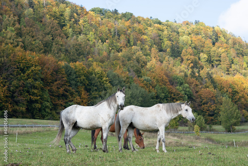 Animal. Horses on the meadow.