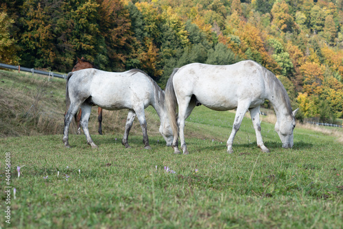 Animal. Horses on the meadow.