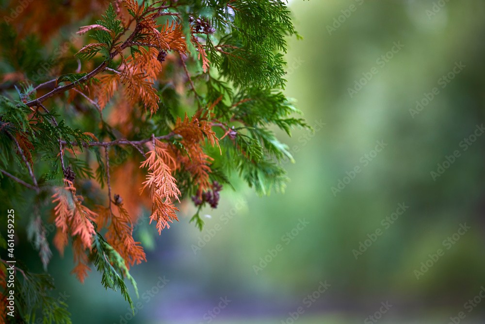 autumn landscape with different plants in the park in autumn, selective focus autumn landscape with different plants in the park in autumn, selective focus