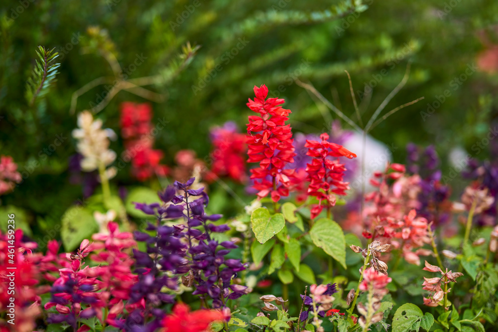 autumn landscape with different plants in the park in autumn, selective focus autumn landscape with different plants in the park in autumn, selective focus