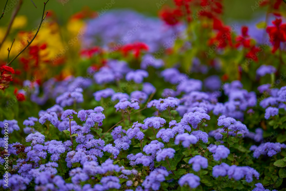 Obraz premium autumn landscape with different plants in the park in autumn, selective focus