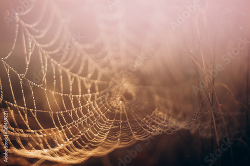 Spider web in golden light, dark background, selective focus.