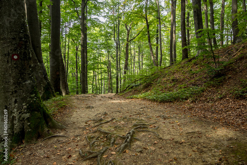 Path in the forest of Papuk national park, Croatia