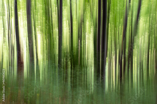 Spinning effect in the forest near Jankovac  Papuk national park  Croatia