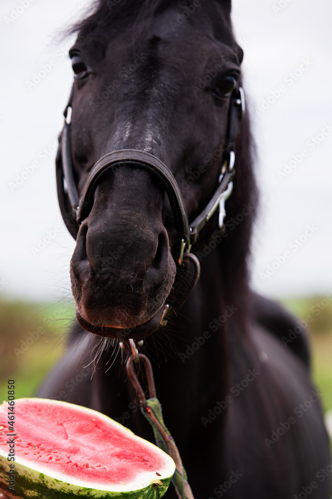 Obraz premium horse portrait and half of watermelon. outdoor. feeding concept