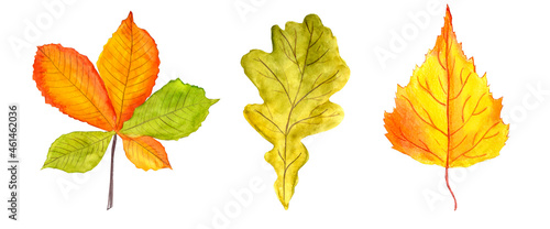 Hand drawn watercolor autumn leaves in yellow, orange, red and green colors. Chestnut, birch and oak leaf