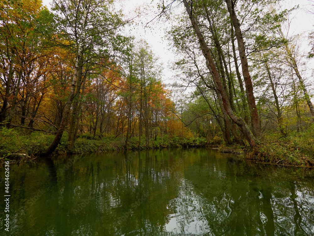 Obraz premium Autumn forest trees are reflected in the river. River in autumn forest. Forest river in autumn