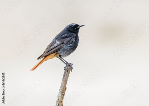 Φωτογραφία Black Redstart (Phoenicurus ochruros aterrimus) male Portugal