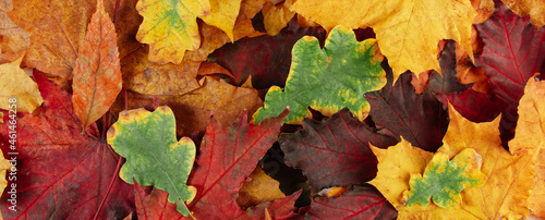 Beautiful background of multicolored fallen autumn leaves.