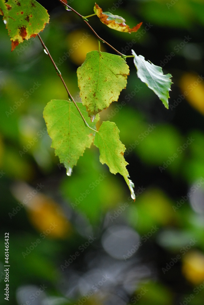 Fototapeta premium Leaves in autumn