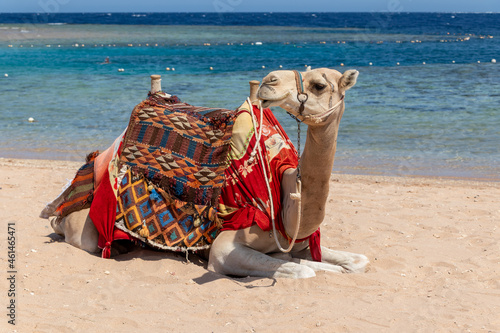 Camel is sitting at egyptian beach Sharm El Naga  beautiful blue sea and sky