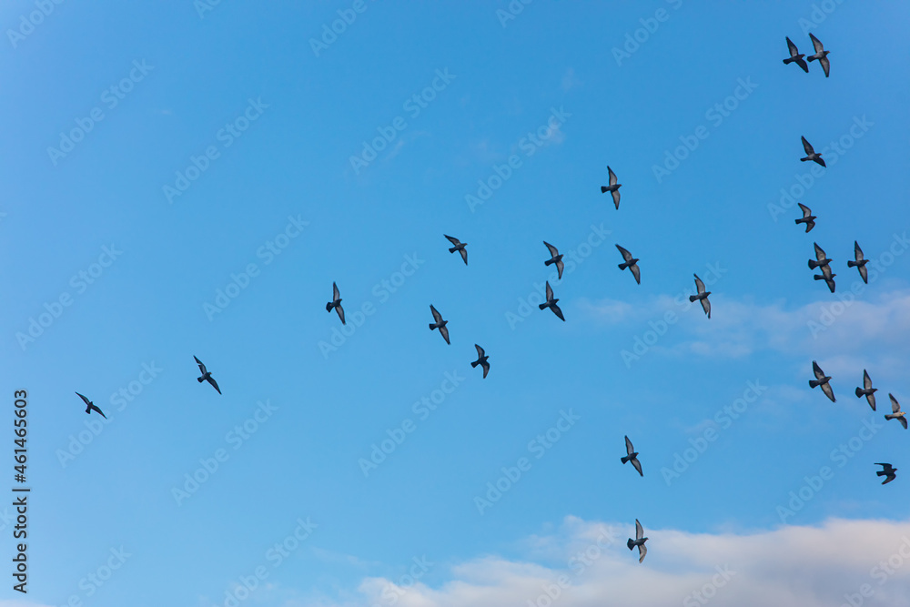 pigeons flying 