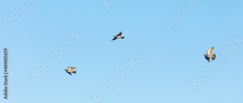 pigeons flying  © babaroga