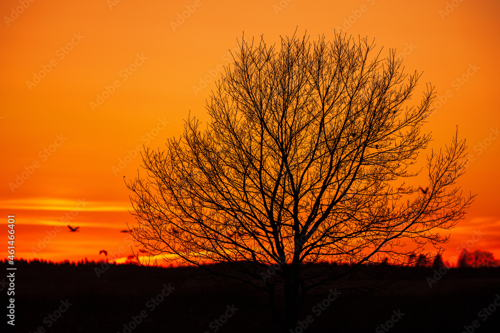 Naklejka premium Tree in silhouette against a beautiful evening sky