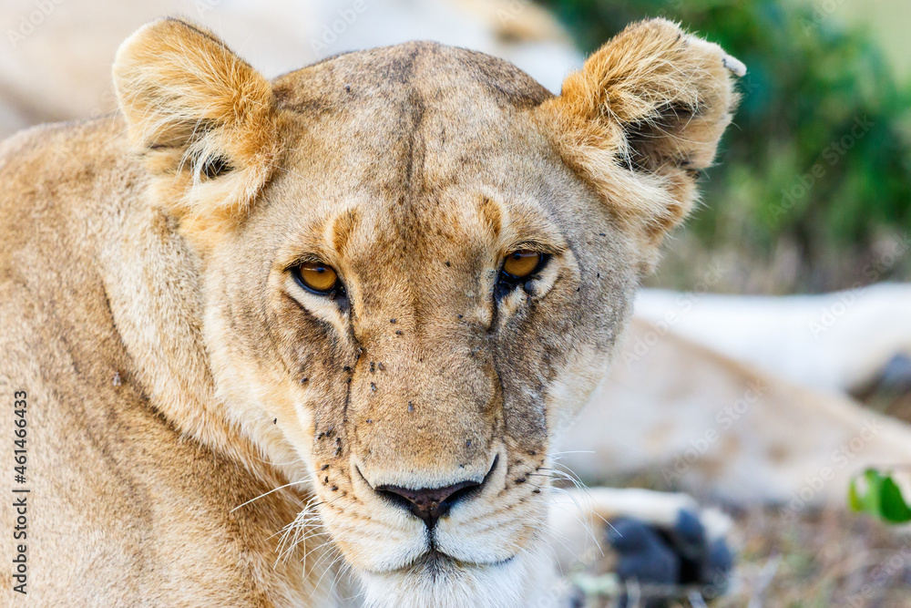 Obraz premium Lioness lying and staring