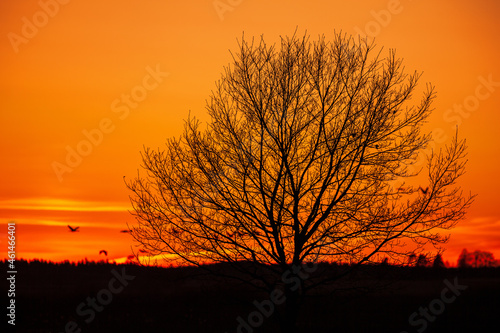 Tree in silhouette against a beautiful evening sky photo