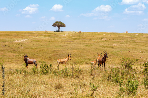 Flock of Hartebeest in the savannah with a single tree on a hill