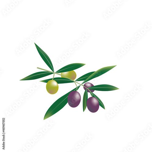 オリーブの実のイラスト素材