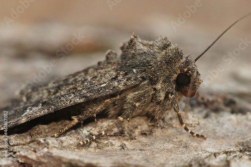 Closeup on the common rustic moth, Mesapamea secalis sitting photo