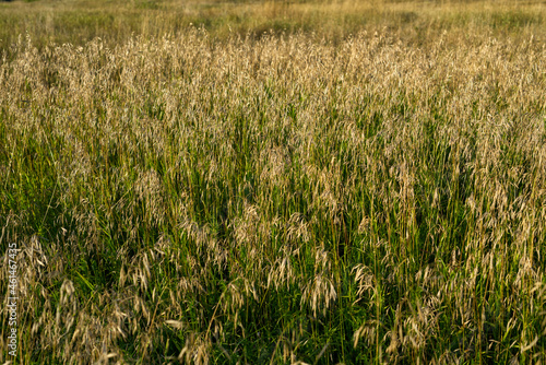 High field grass is green and golden in color on a sunny summer day