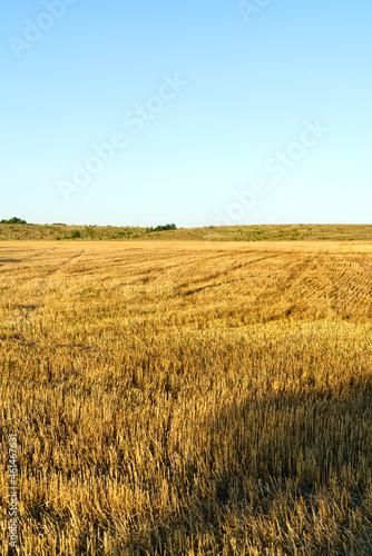 The field after the harvest of golden-colored bread.
