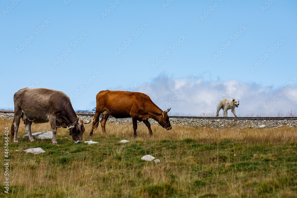 cows in the field in the carpathian mountains