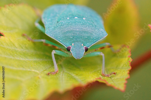 Closeup on a light blue adult Southern green shieldbug, Nezara virudula photo