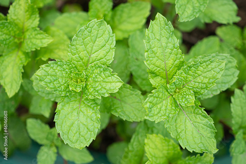 Close-up of green mint plant in the garden. Full frame photo. Herbal plant concept
