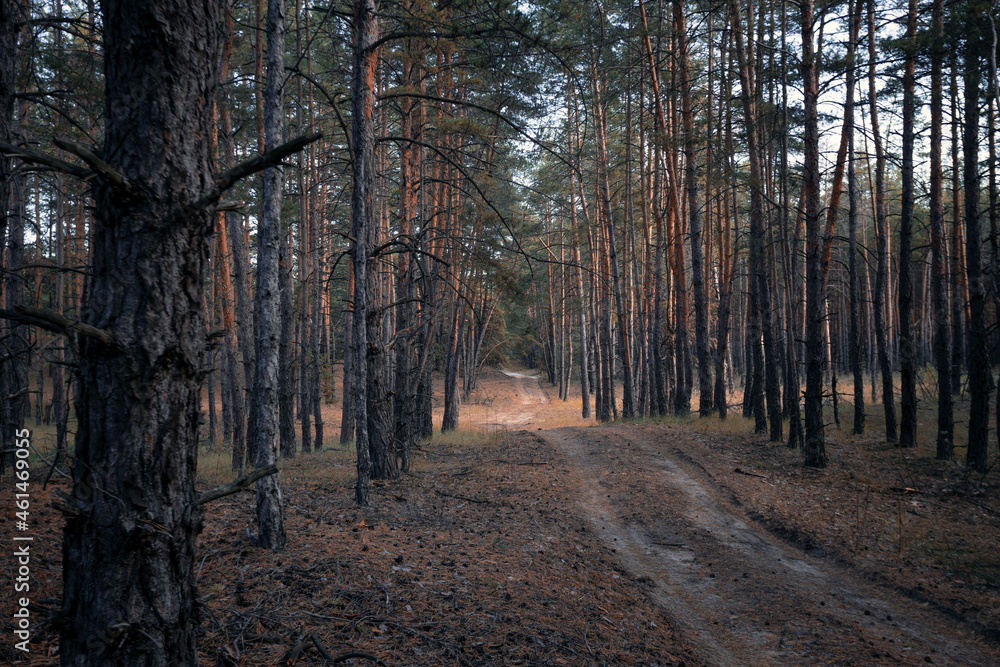 Obraz premium beautiful pine forest