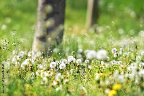 Romantyczna, rozświetlon, letnia  łąka między drzewami z licznymi dmuchawcami © polmus