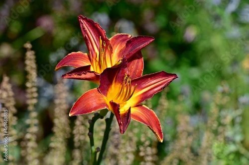 Dwa intensywnie czerwono-zółte kwiaty liliowca w zbliżeniu na rozmytym tle innych roślin.  © polmus