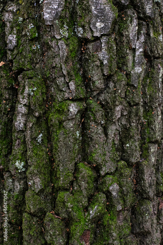 bark of a tree texture