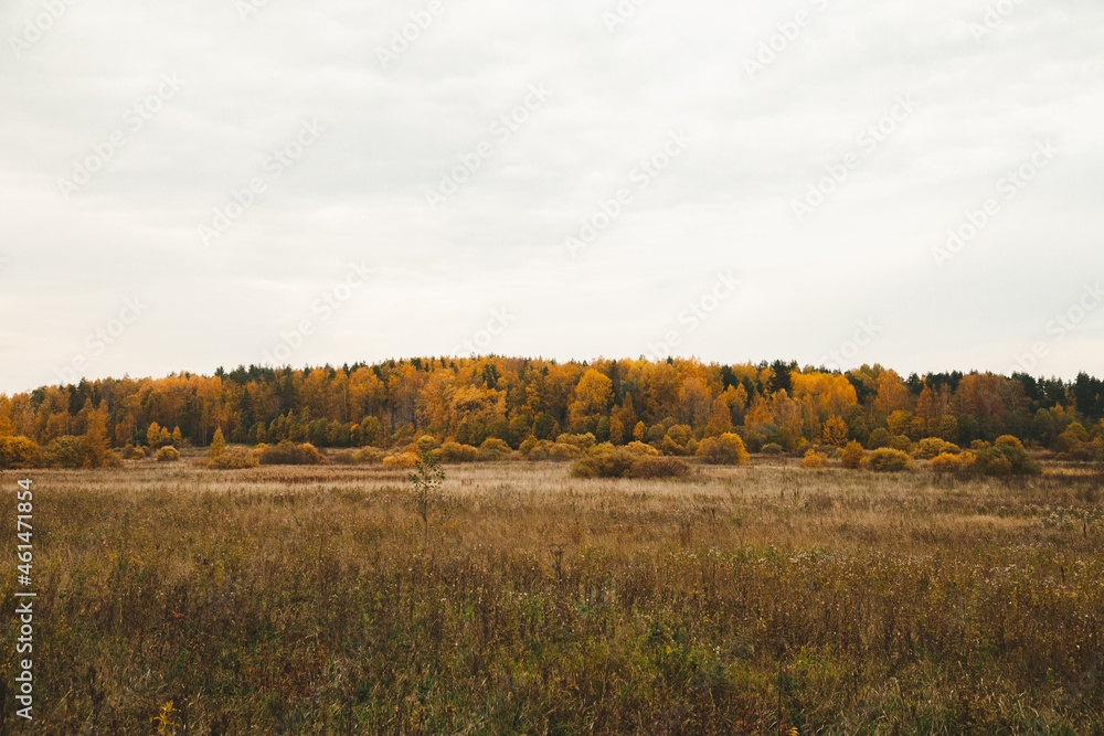 Fototapeta premium Autumn forest, landscape with beautiful trees. Yellow leaves, October, autumn nature