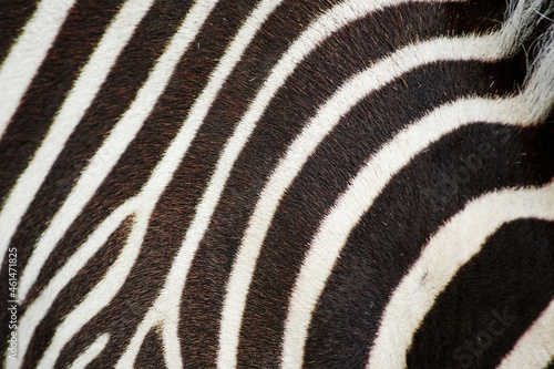 Black and white zebra fur close-up texture. Animals backgrounds and patterns