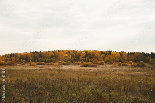 Autumn forest, landscape with beautiful trees. Yellow leaves, October, autumn nature