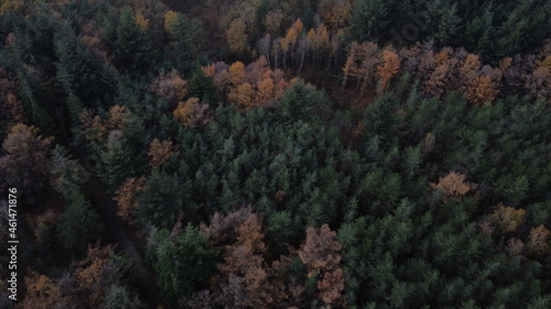 Forest View Netherlands Autumn
